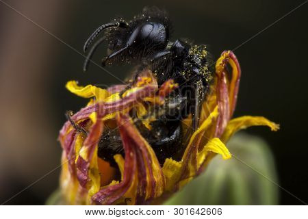 Little Black Bee Standing Up After Sleeping On A Flower