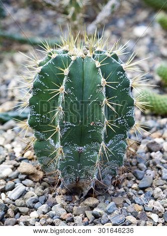 Astrophytum Ornatum, The Bishop Cap Or Monk Hood Cactus