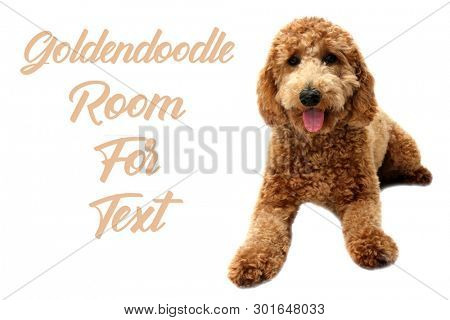golden doodle dog. isolated on white. room for text. golden retriever and poodle mix dog. 