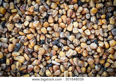 Old Rancid Yellow Orange Corn Kernels Left Over From Last Autumn