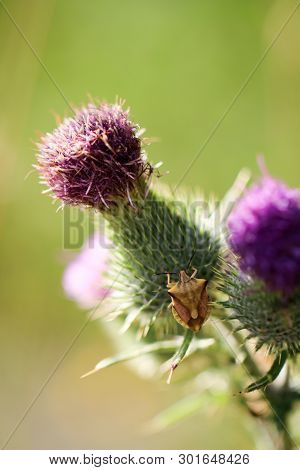 Beetles In A Variety Of Colors And Shapes Are Insects That Enrich Our Environment