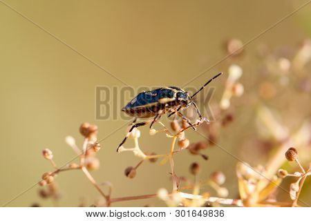 A Bug Or Beetle On A Plant