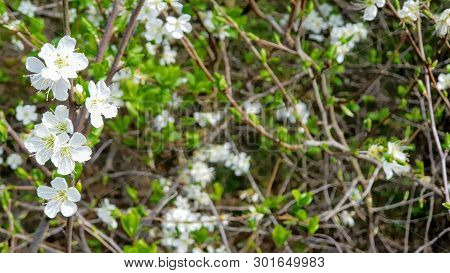 New Growth Forming On The Bushes As Spring Begins.