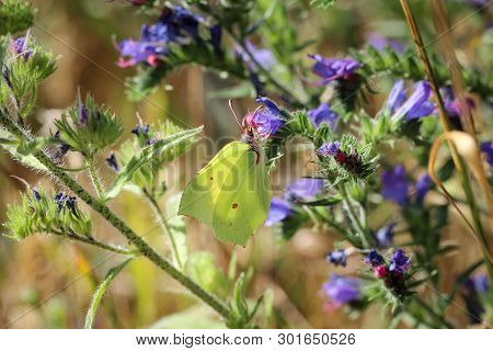 Nature Background Butterfly. Butterfly Insect In Nature. Nature Insect Butterfly On A Flower Plant. 