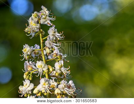 Branches Of Lossoming Chestnut Tree, Spring Time In Europe