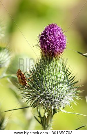A Bug Or Beetle On A Plant