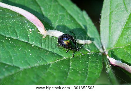 Beetles In A Variety Of Colors And Shapes Are Insects That Enrich Our Environment