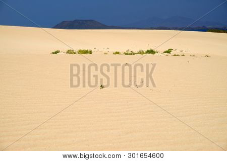 Sand Dunes And Beach In National Park Corralejo, Fuerteventura, Canary Islands, Spain.