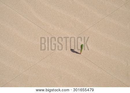 Small Plant Gworing Alone In A Desert, Can Be Used As A Background.