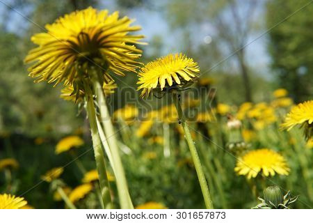 Yellow Dandelion Flowers Taraxacum Officinale On Spring Sunny Day. Blooming Dandelion.