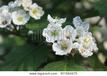 Common Hawthorn Branch, Crataegus Monogyna, Oneseed Hawthorn, Single-seeded Hawthorn With Tiny White