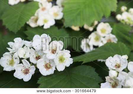 Common Hawthorn Branch, Crataegus Monogyna, Oneseed Hawthorn, Single-seeded Hawthorn With Tiny White