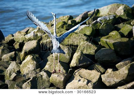 Heron