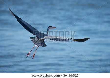 flyvende Fiskehejre