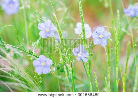 Close Up Beautiful Blue Flowers Of Flax Blooming In Field