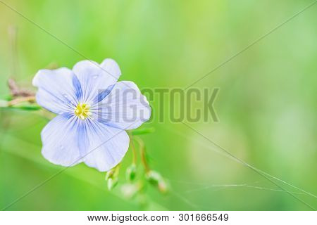 Close Up Beautiful Blue Flower Of Flax Blooming In Field