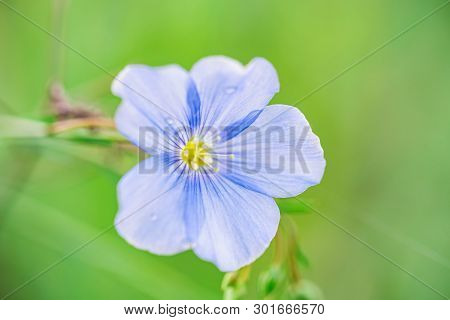 Close Up Beautiful Blue Flower Of Flax Blooming In Field