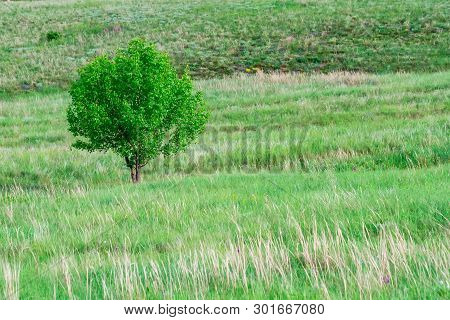 Lonely Tree In Summer Steppe Beautiful Landscape