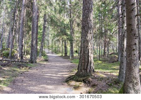 Path In Ancient Coniferous Forest At Tyresta Nationalpark, Sweden