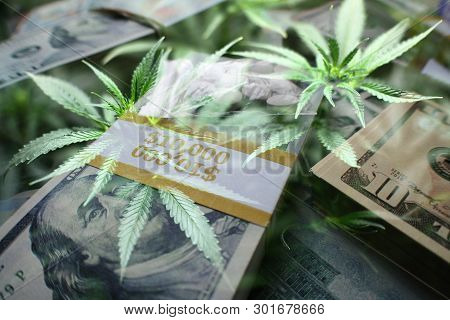 Marijuana Investment Profits With Money & Cannabis Leaves
