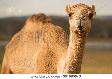 Large Beautiful Camel