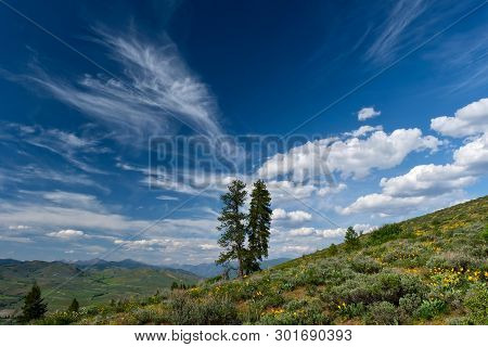 Couple Of Trees On Hills With Scenic Clouds In Blue Sky. Symbol Of Togetherness And Bond.  Hiking Tr