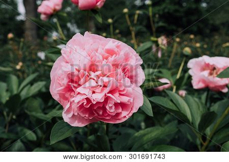 Pretty Fluffy Pink Peony Flowers In Full Bloom In The Garden, Close Up