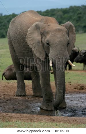 Buffle et l'éléphant d'Afrique
