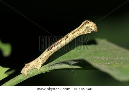 Ceometrid