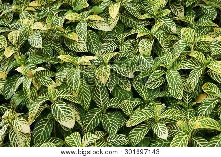 Background Pattern Of Sanchezia Speciosa Leonard Leaves In The Garden