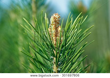 A Branch Of A Young Pine Tree With An Immature Pinecone
