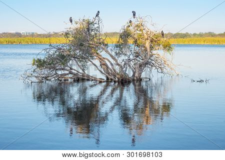 Little Black Cormorants On A Submerged Paperbark Tree At Herdsman Lake In Perth, Western Australia.