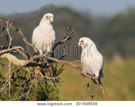 Little Corellas Perched On A Branch At Herdsman Lake In Perth, Western Australia.
