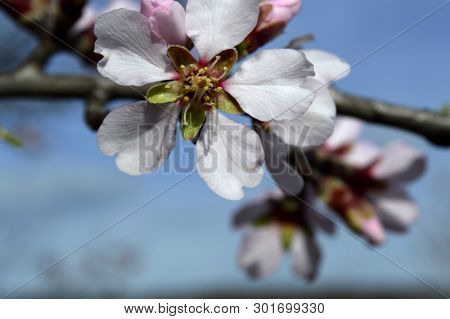 Almond pink and white blossoms shivering on chill wind gusts, shortly before spring time
