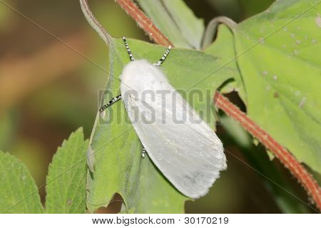 Hyphantria Cunea In The Wild