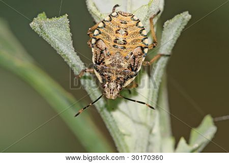 Stinkbug auf grÃ¼ne Pflanze