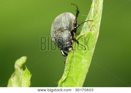 Melolonthidae สีดำ