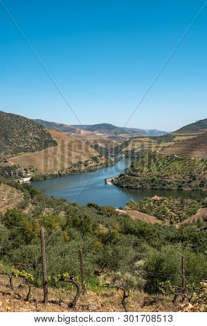 View Of The Terraced Vineyards In The Douro Valley And River Near The Village Of Pinhao, Portugal. C