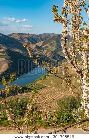 View Of The Terraced Vineyards In The Douro Valley And River Near The Village Of Pinhao, Portugal. C