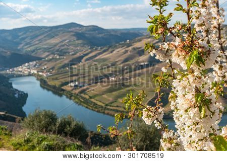 View Of The Terraced Vineyards In The Douro Valley And River Near The Village Of Pinhao, Portugal. C