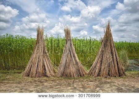 Jute Cultivation In India: Conditions, Method, Production And Distribution! Next To Cotton, Jute Is 