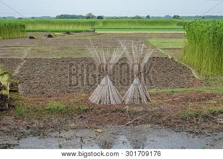 Jute Cultivation In India: Conditions, Method, Production And Distribution! Next To Cotton, Jute Is 