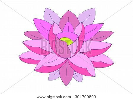 Pink Water Lily For Design Vector Illustration