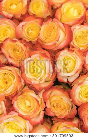 A Huge Bouquet Of Orange Roses. Orange Roses Background. Orange Roses Horizontal Seamless Pattern. O