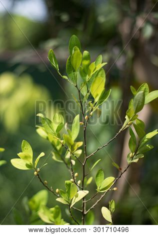 Leaves And Berries Of The Plant Erythroxylum Coca In Botanical Garden Of Plants And Spices In Sri La