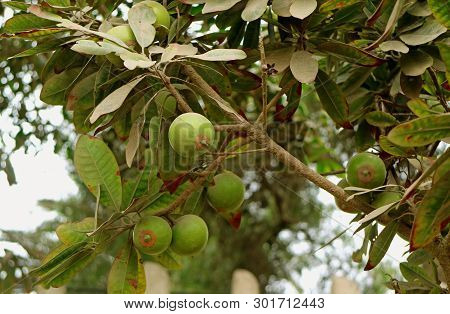 Bunch Of Lucuma Fruits Ripening On Its Tree In The Garden, Lima, Peru, South America