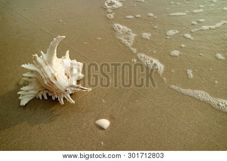 Natural Branched Murex Shell Isolated On Wet Sand Beach With The Backwash