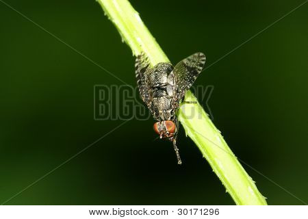 Flyve insekter