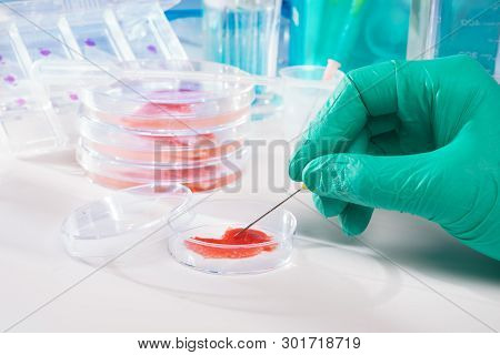 Meat Cultured In Laboratory Conditions, Gloved Hand With Needle Dissecting Sample