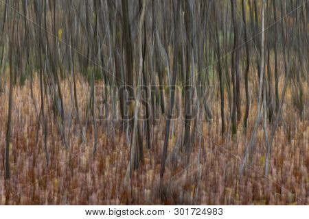 Abstract Trees In A Forest Photographed With Subtle Movement So Picturesque Effect